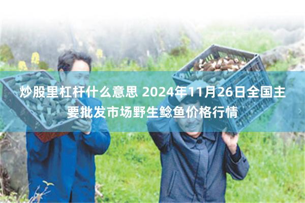 炒股里杠杆什么意思 2024年11月26日全国主要批发市场野生鲶鱼价格行情