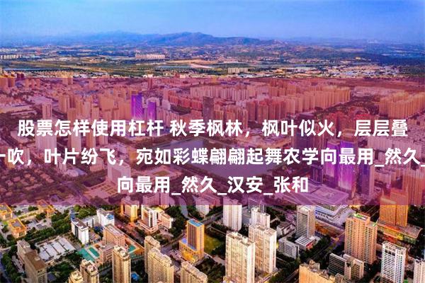 股票怎样使用杠杆 秋季枫林，枫叶似火，层层叠叠，秋风一吹，叶片纷飞，宛如彩蝶翩翩起舞农学向最用_然久_汉安_张和